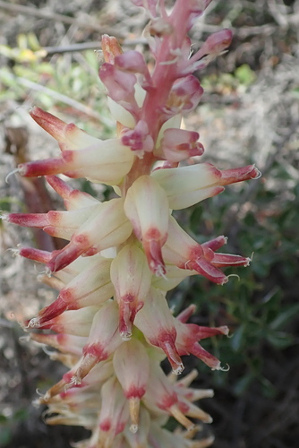 Image of Lachenalia ventricosa by no rights reserved