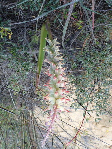 Image of Lachenalia ventricosa by no rights reserved