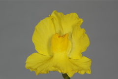 Utricularia platensis