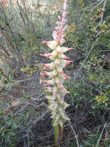 Image of Lachenalia ventricosa by no rights reserved
