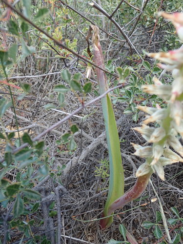 Image of Lachenalia ventricosa by no rights reserved