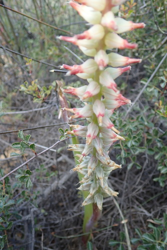 Image of Lachenalia ventricosa by no rights reserved