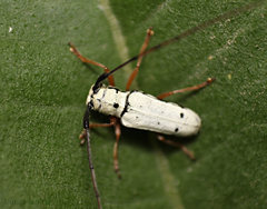 Zeale nigromaculata