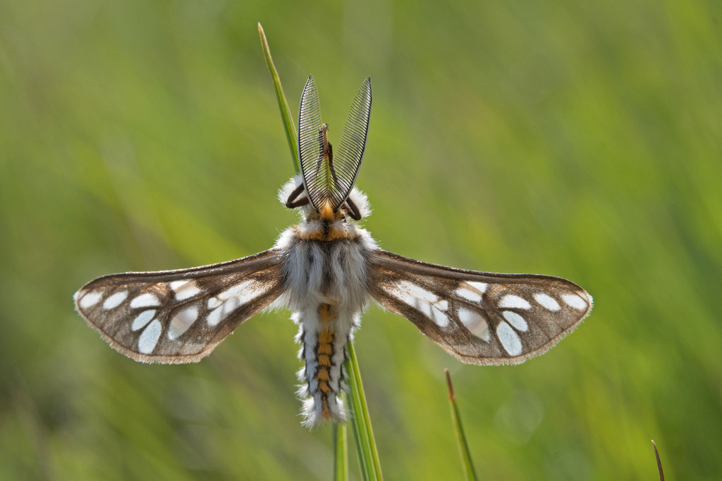Thyretes montana