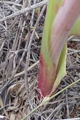 Image of Lachenalia ventricosa by no rights reserved