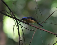 Cyornis superbus