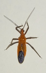 Cutocoris