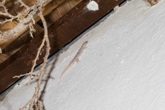 Phyllodactylus unctus