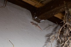 Phyllodactylus unctus