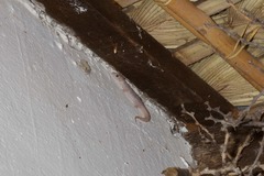 Phyllodactylus unctus