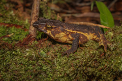 Rhinella macrorhina