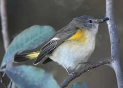 Setophaga ruticilla