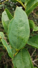 Smilax anceps image