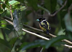 Eurylaimus ochromalus