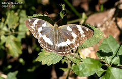 Argynnis sagana