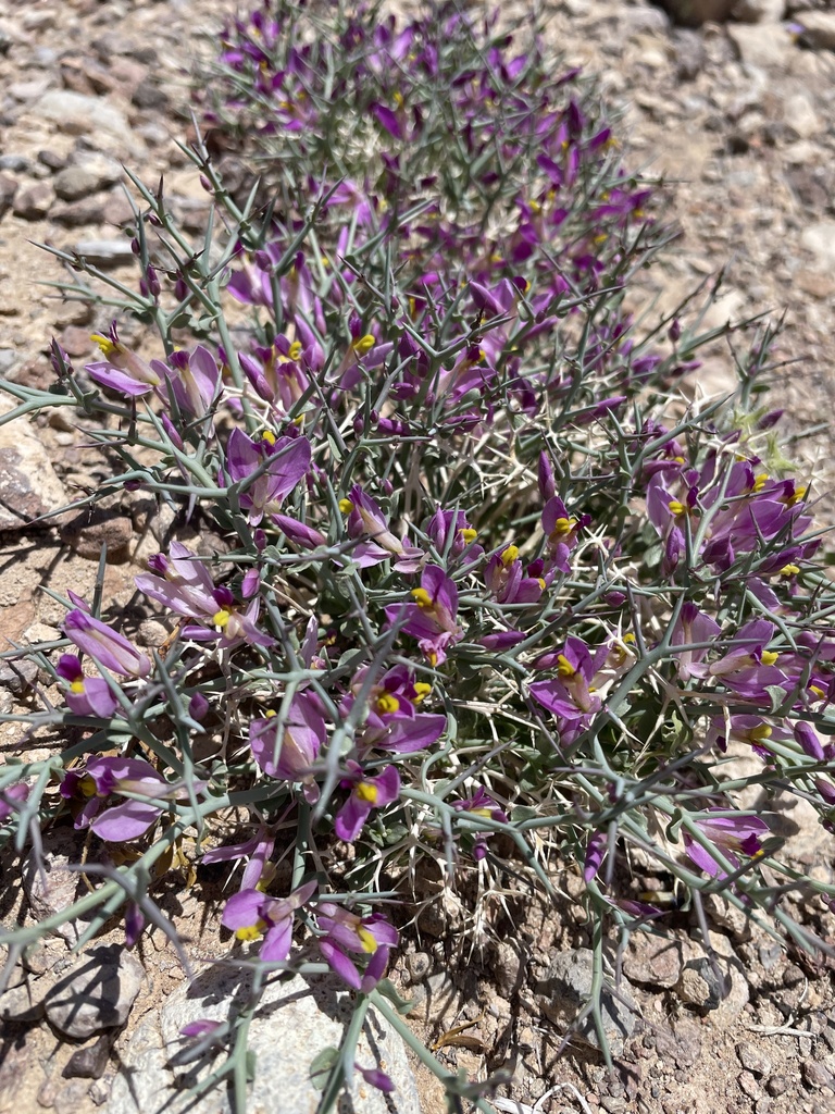 notch-beaked milkwort
