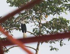 Berenicornis comatus