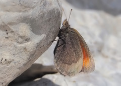 Erebia pluto