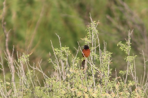 Orchard Oriole
