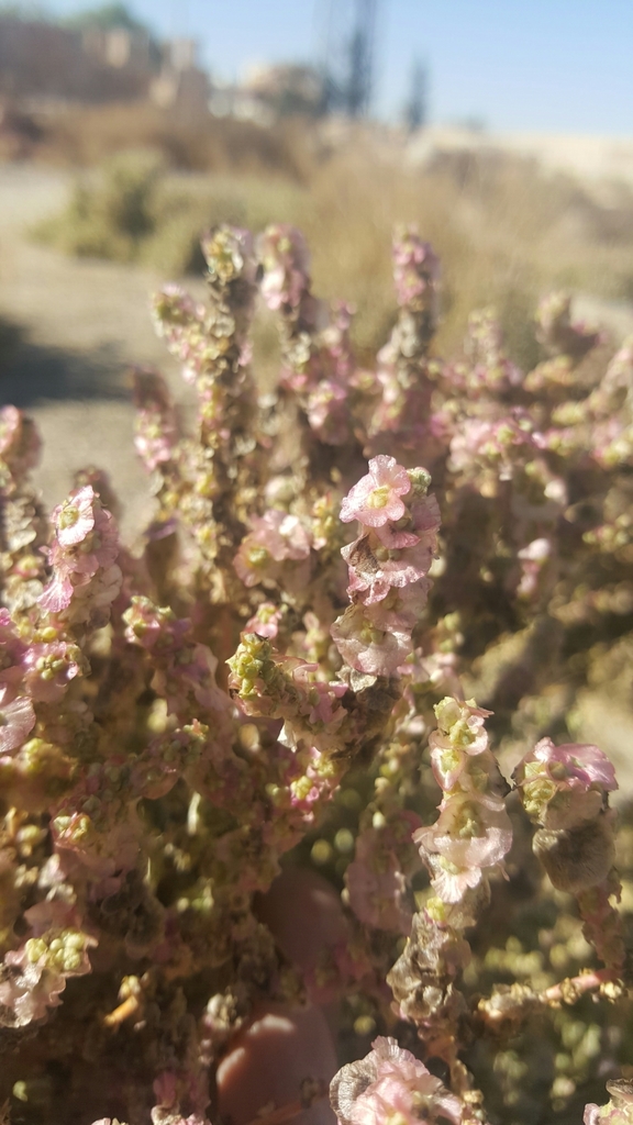 Salsola inermis