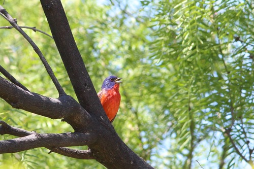 Painted Bunting