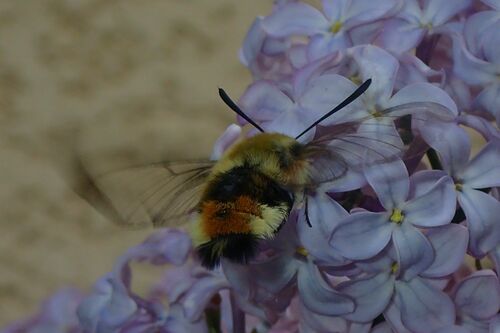 Hemaris tityus