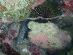 Echinometra viridis image