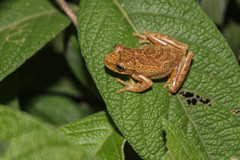 Dendropsophus bogerti