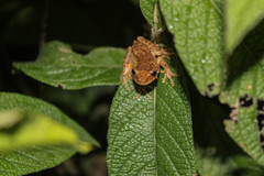 Dendropsophus bogerti