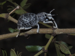 Ophryastes argentatus