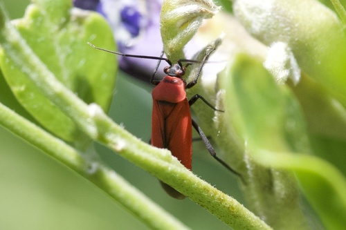 Scarlet Mountain Laurel Mirid photo 2
