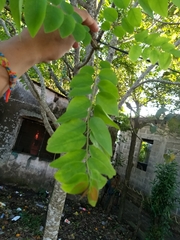 Phyllanthus acidus