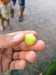 Phyllanthus acidus