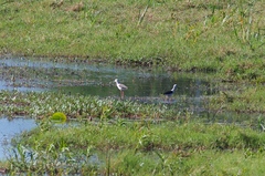 Himantopus himantopus