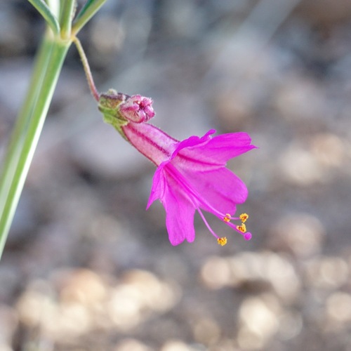 Scarlet four o'clock (Mirabilis coccinea)