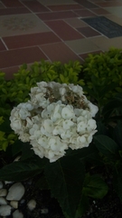 Hydrangeaceae
