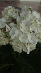 Hydrangeaceae