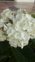 Hydrangeaceae