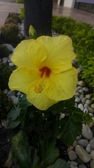 Hibiscus