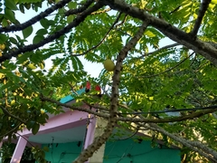 Phyllanthus acidus