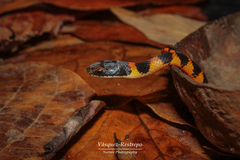 Erythrolamprus epinephalus