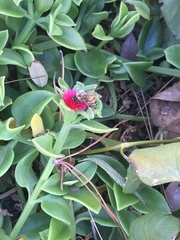 Apis mellifera