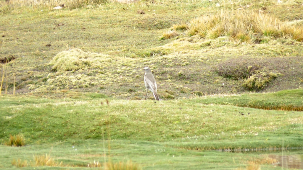 White-fronted Ground-tyrant