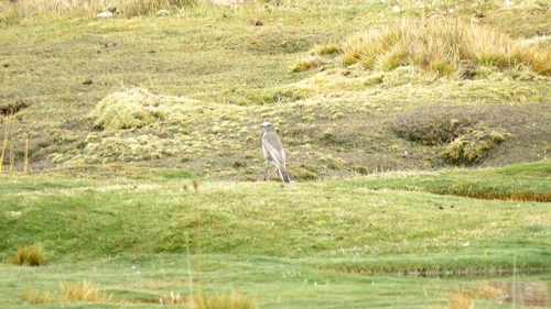 Muscisaxicola albifrons