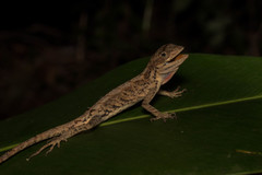 Anolis scypheus