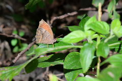Pindis squamistriga