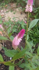 Persicaria maculosa