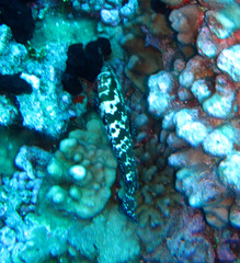 Epinephelus polyphekadion