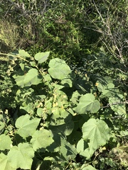 Allowissadula holosericea