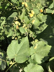 Allowissadula holosericea